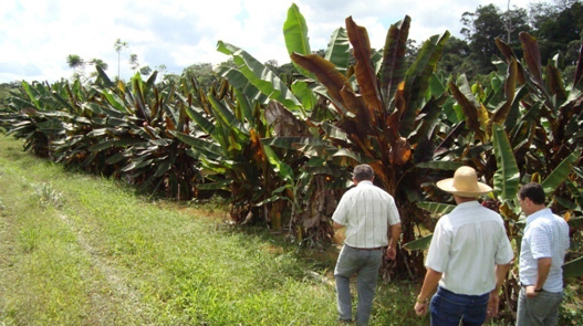 The hybrids were also bred to be resistant to diseases that attack the leaves. To verify their resistance, the hybrids were screened under field conditions. The evaluation against Sigatoka leaf spot (Yellow Sigatoka) was done at the Cruz das Almas station, but since the area is free of black leaf streak (black Sigatoka), the accessions were also screened in Manaus, in the Brazilian state of Amazonas. (Photo Janay Santos-Serejo)