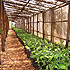 TC East Africa thumbnail