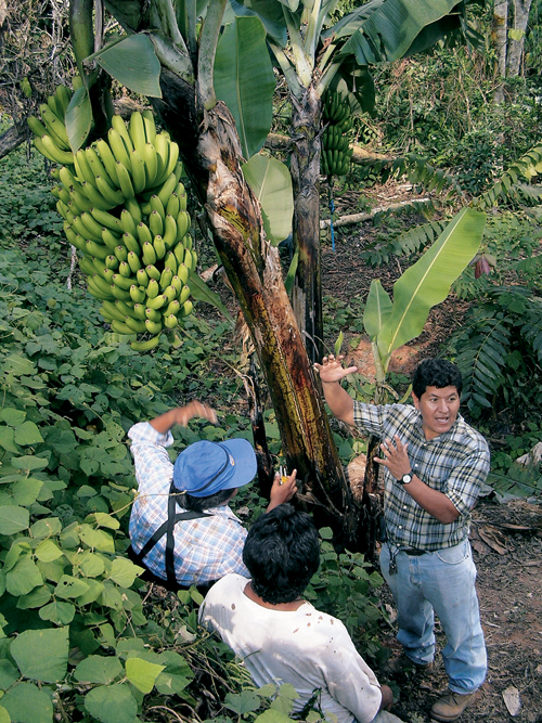 Banana plant with fruit