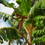 Emerging inflorescence