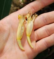 Male flowers