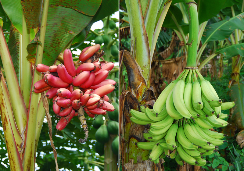 With PNG, the Solomon Islands is the only place where diploid bananas are still relatively common. The photo on the right is the popular cultivar Broken Heart. To islanders, having a broken heart over something means that it is loved very much. Judging from the ubiquity of this cultivar, it must indeed be the case. The left photo is the bright red Ruhuvia Chichi. (Photo Gabriel Sachter-Smith)