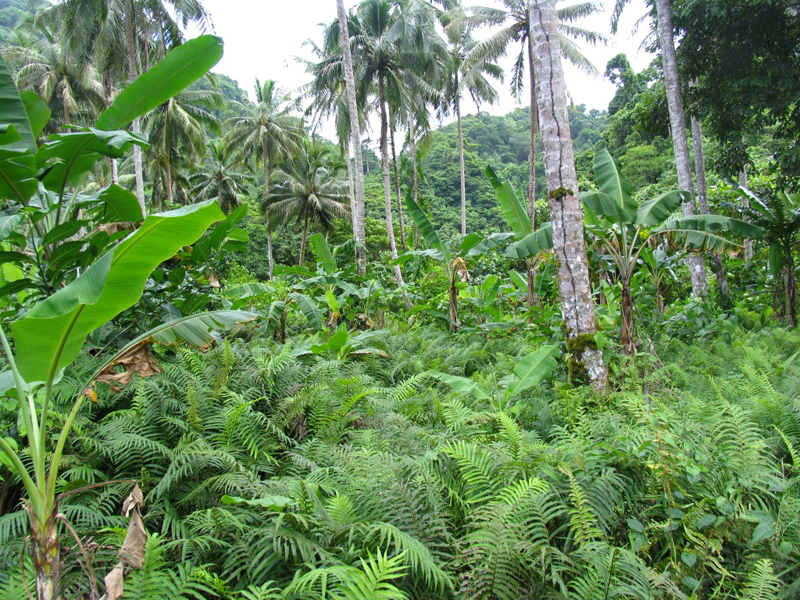 In 2002, a collecting mission on Makira, known among islanders as “banana island”, led to the establishment of a field collection at the Manivovo rural training centre on the island’s weather coast. However, when Jeff Daniells from Australia visited it in 2007, the original plantings had either been lost, overtaken by weeds or moved to another location. (Photo Jeff Daniells)