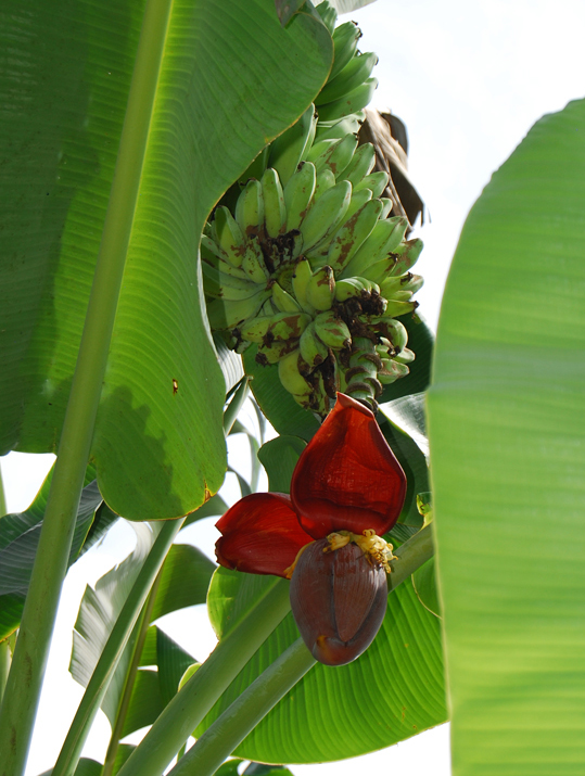 Edible diploids are usually derived from Musa acuminata. Musa balbisiana is generally not believed to produce parthenocarpic fruits. If it is shown that Mota, an edible banana very reminiscent of Musa balbisiana, has not hybridized with acuminata, it will upset current views on the domestication of bananas. (Photo Gabriel Sachter-Smith)