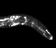 Uptake of fluorescent peptide by Radopholus similis